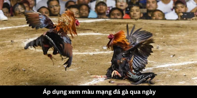 Áp dụng xem màu mạng đá gà qua ngày 