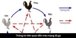 Thông tin liên quan đến màu mạng đá gà 